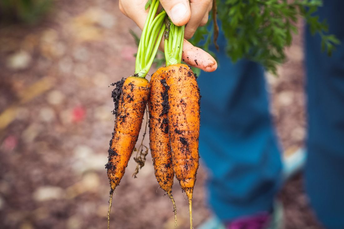 sustainable agriculture